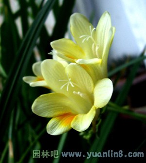 春兰花及其栽培技术