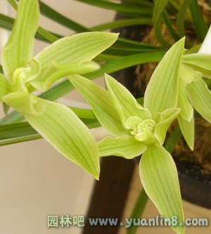 春兰花及其栽培技术