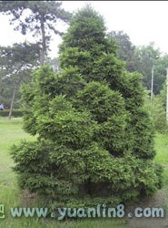 青杄,别名：魏氏云杉,细叶云杉