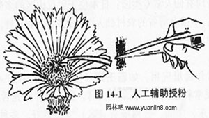 人工辅助授粉