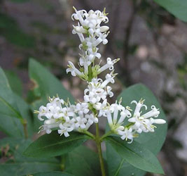 卵叶女贞,Ligustrum ovalifolium