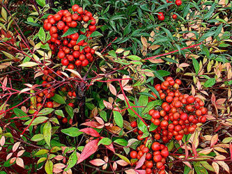 南天竹,Nandina domestica Thunb.