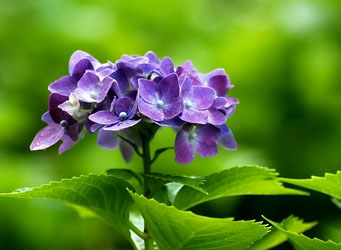 八仙花,别名：绣球,斗球,草绣球等