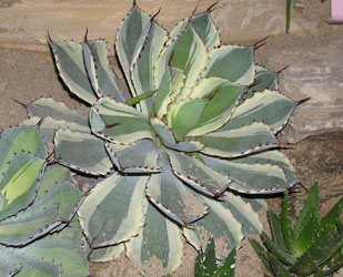 龙舌兰,Century plant,American aloe
