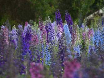 飞燕草,Delphinium grandiflorum