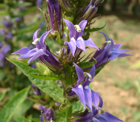 山梗菜,Lobelia erinus Thunb.