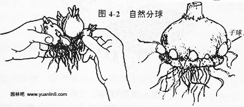 自然分球