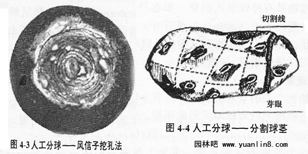 人工分球