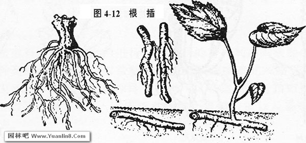 根插