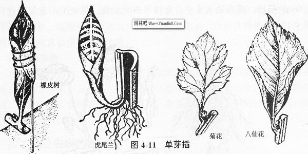 单芽插