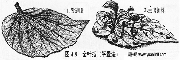 全叶插