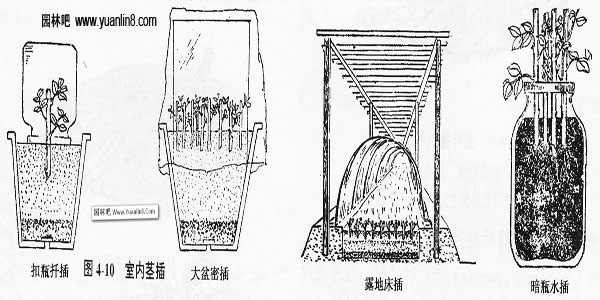 室内茎插