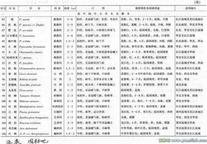 城市道路绿地种植设计中如何选择行道树