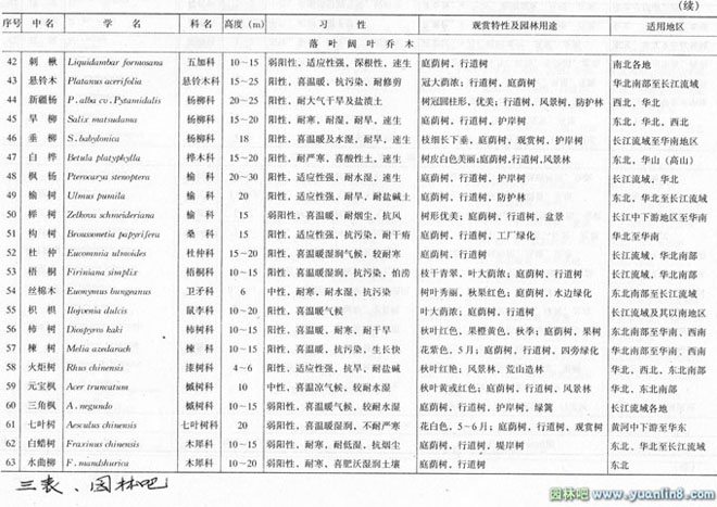 城市道路绿地种植设计中如何选择行道树