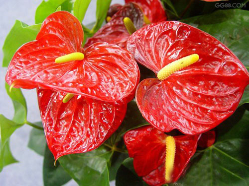 红掌(火鹤花,名花烛,安祖花)的养殖方法