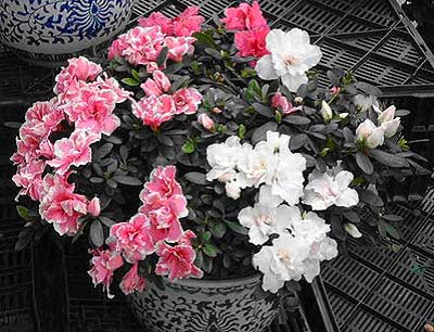 杜鹃花的养护养殖方法及栽培技术