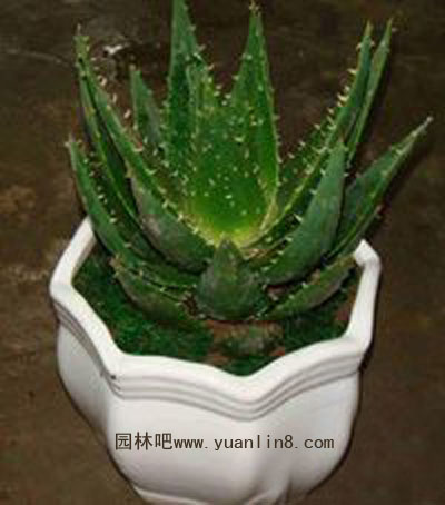 盆栽芦荟栽培养护管理要点
