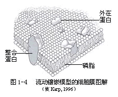 植物细胞的形态与结构