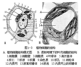 植物细胞的形态与结构