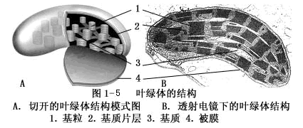 植物细胞的形态与结构