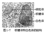 植物细胞的形态与结构