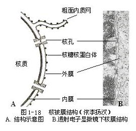 植物细胞的形态与结构