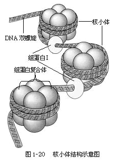 植物细胞的形态与结构