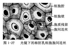 植物细胞的形态与结构