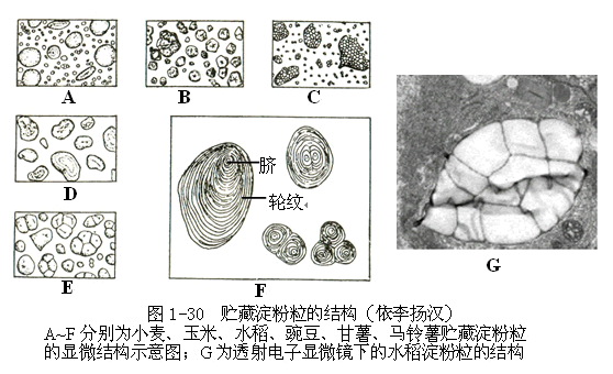 植物细胞的形态与结构