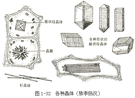 植物细胞的形态与结构