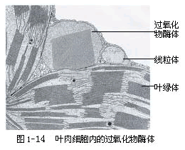 植物细胞的形态与结构