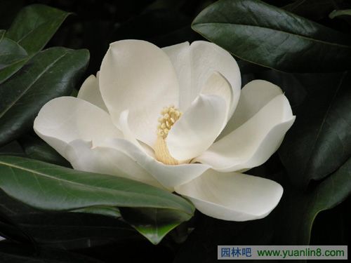 广玉兰