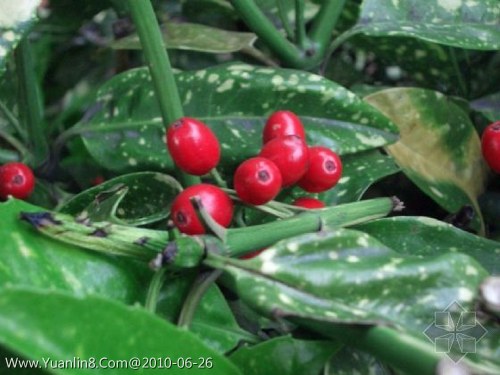 桃叶珊瑚,Aucuba chinensis
