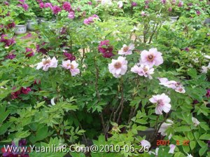 牡丹,Paeonia suffruticosa