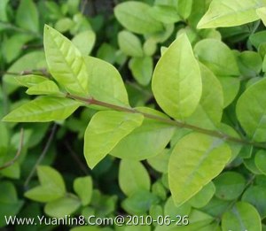 金叶女贞,Ligustrum lucidum cv.