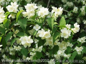 山梅花,别名:毛叶木通,落叶灌木