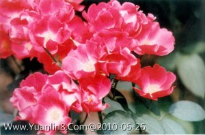 丰花月季,蔷薇科,蔷薇属