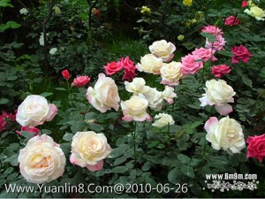 月季,花中皇后,Rosa chinensis Jacq.