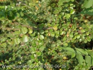平枝栒子,别名：栒刺木,蔷薇科