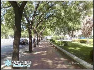 介绍几例行道树图文资料