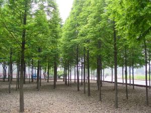 介绍几例行道树图文资料
