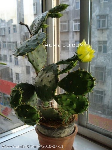 花草，全面提升你的能量