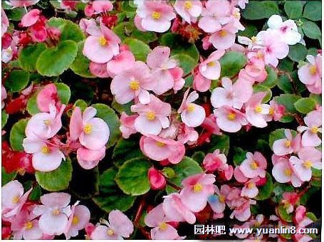 四季海棠欣赏图