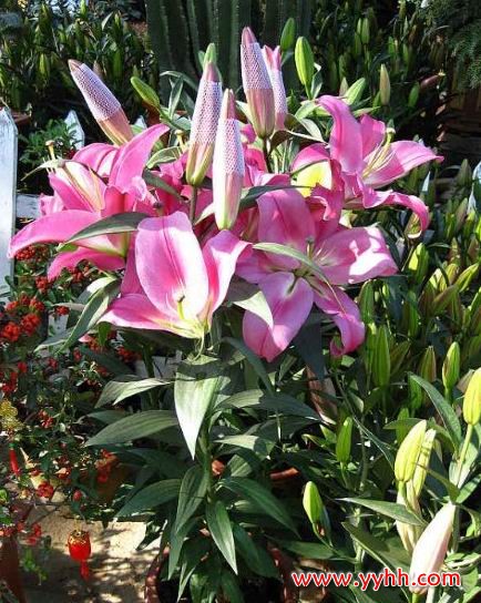 百合花的养护养殖方法