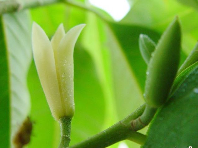 白兰花怎么养,白兰花图片