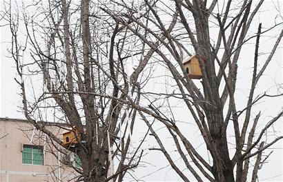 园林人员为鸟儿准备树上小屋