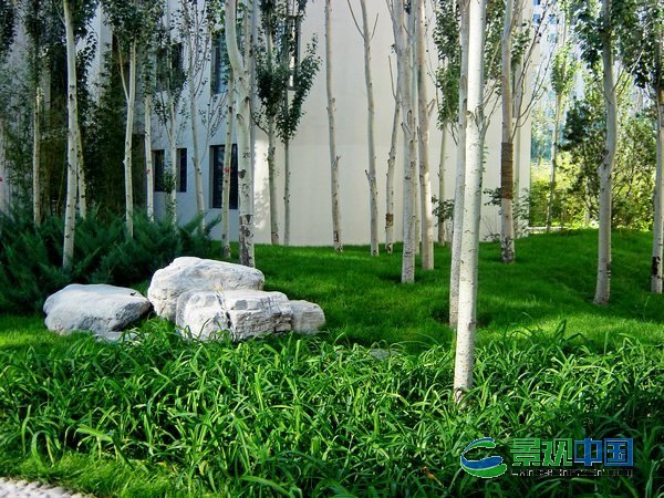 白杨礼赞--塞那维拉居住区环境设计