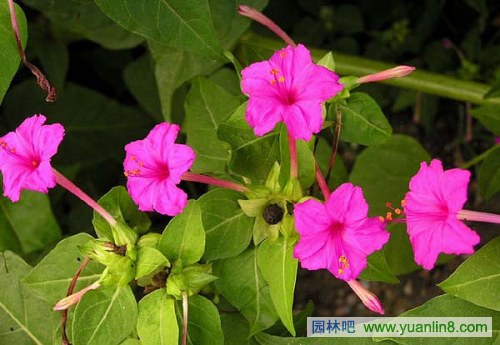 紫茉莉,Mirabilis jalapa Linn.