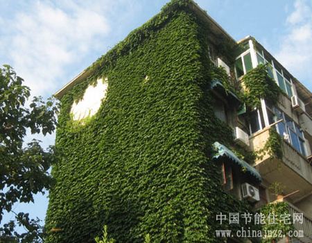 专家呼吁:立体绿化应重视传统攀缘植物形式