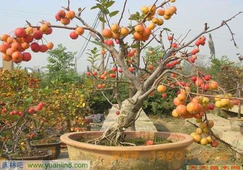 果树盆景栽培养殖管理方法(组图)